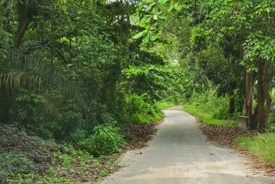 Road amidst trees in forest