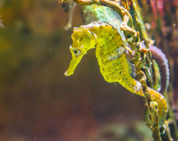 Close-up of yellow leaf on plant