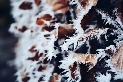 Close-up of frozen tree during winter