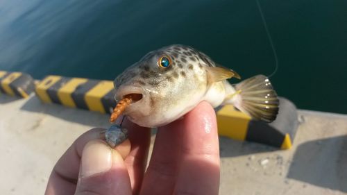 Close-up of hand holding fish at beach