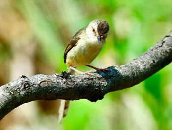 Close-up of bird perching on tree