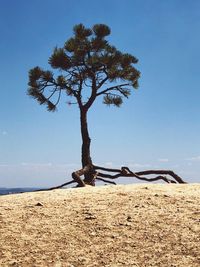 Tree on field against clear blue sky