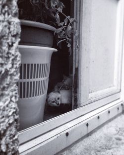 Portrait of cat on window sill