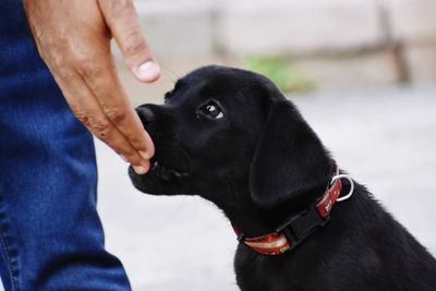 Midsection of person with dog