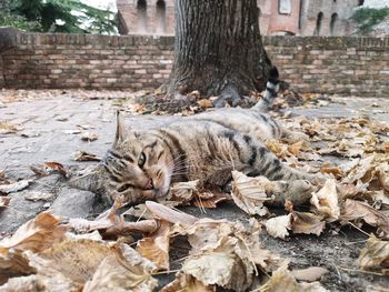 Cat relaxing on tree trunk