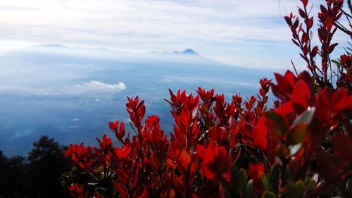 Close-up of red flowering plant against sky