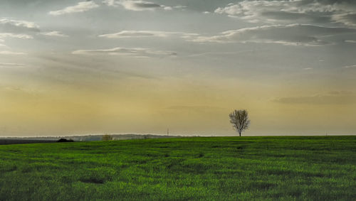 Scenic view of field against sky