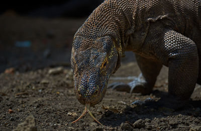 Close-up of komodo dragon on land