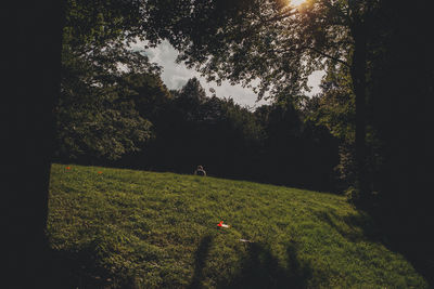 Trees growing in park