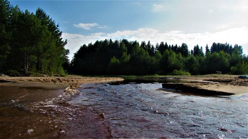 Scenic view of river amidst trees against sky