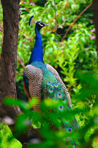 Peacock perching on branch