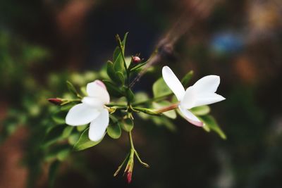 Close-up of white flowering plant