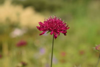 Close-up of pink flower blooming outdoors