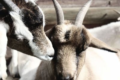 Close-up of a goat