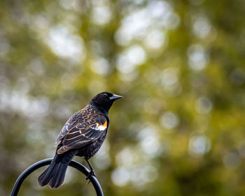 Close-up of bird perching on a branch