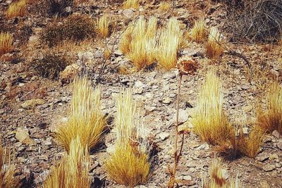 High angle view of dry plants on field