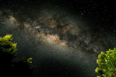 Low angle view of trees against sky at night