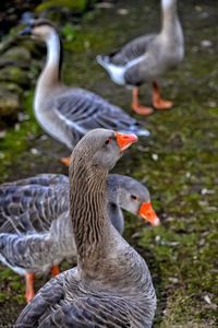 Close-up of goose