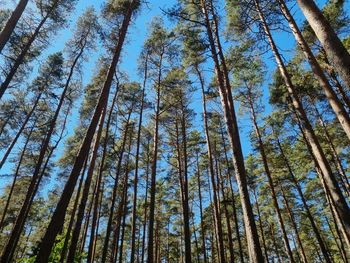 Low angle view of bamboo trees in forest