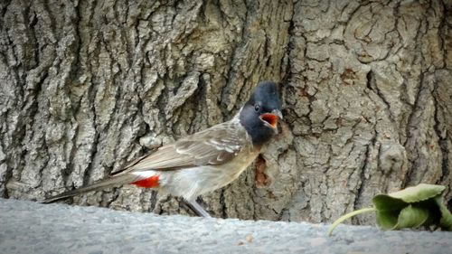 Close-up of bird perching on tree trunk