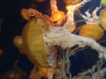 Close-up of turtle in water