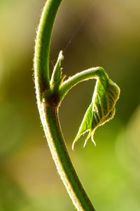 Close-up of green plant