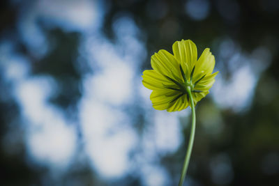 Close-up of yellow flowering plant