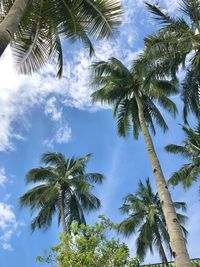 Low angle view of palm trees against sky