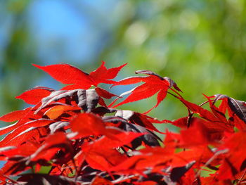 Close-up of red maple leaves on plant during autumn