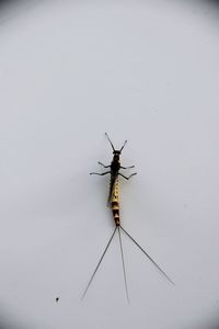 Close-up of insect
