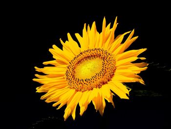 Close-up of sunflower against black background