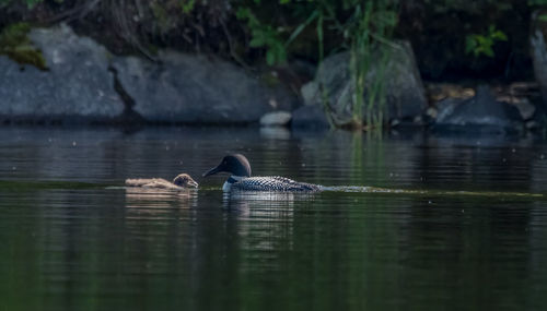 Water birds swimming in lake