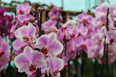 Close-up of pink flowers blooming outdoors