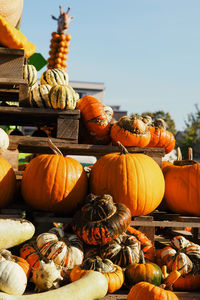 Close-up of pumpkins for sale at market stall