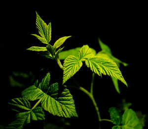 High contrast photo of some green raspberry fruit leaves with a dark background. medicine or nature 