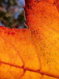 Close-up of autumn leaf