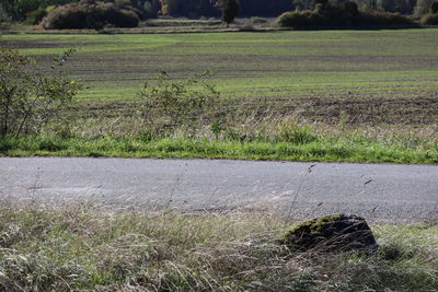 Scenic view of field