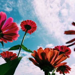 Low angle view of cosmos blooming against sky