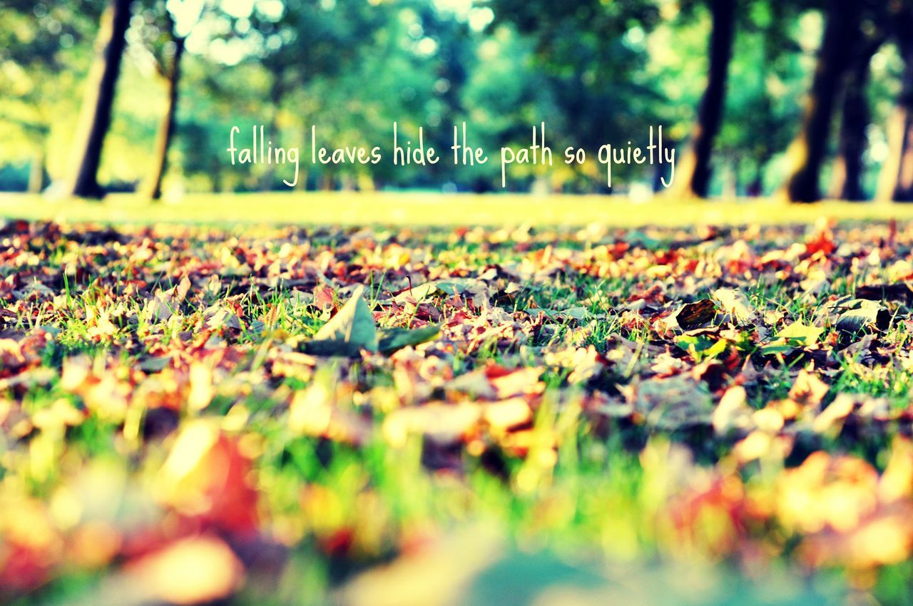 autumn, surface level, selective focus, change, leaf, grass, season, tree, fallen, park - man made space, focus on foreground, nature, leaves, bench, growth, dry, falling, field, outdoors, day