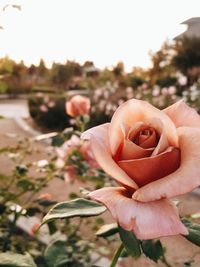 Close-up of flowers blooming outdoors