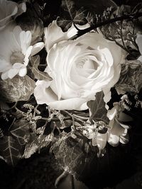 High angle view of rose bouquet