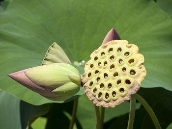 Close-up of flowers