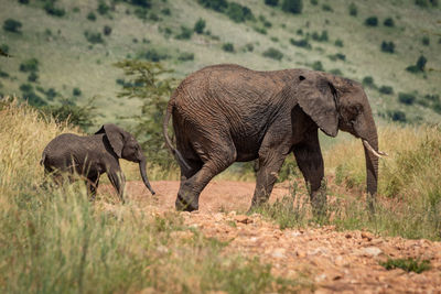 Mother elephant and calf cross rocky track