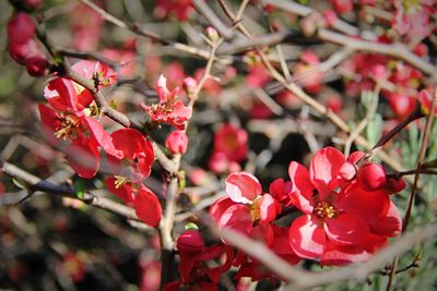 Close-up of red flowers blooming on tree