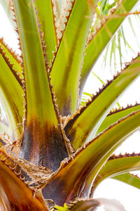 Close up of aloe vera