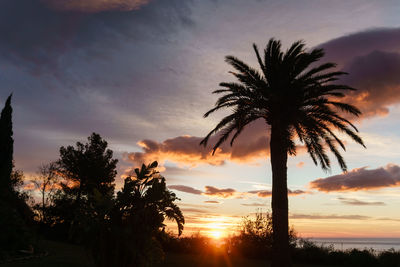 Silhouette palm trees against sky during sunset