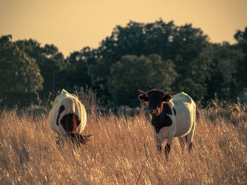Horses in a field