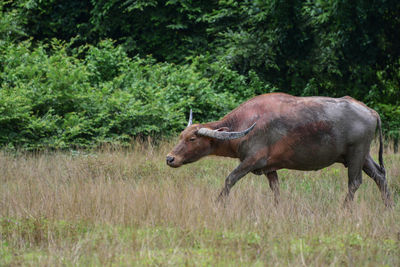 Side view of a horse on field