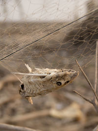 Close-up of dried leaf on land