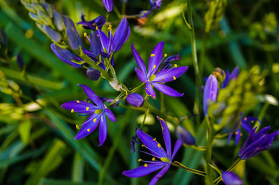 Close-up of purple flowers